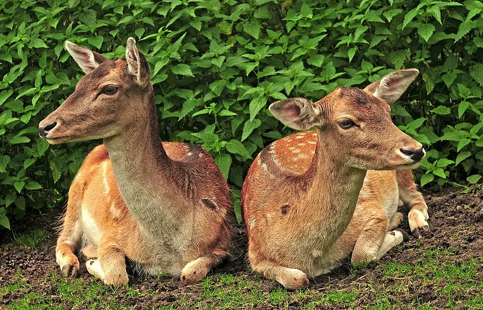 Two fallow deer resting in a German wildlife park, showing white spots on brown coats.