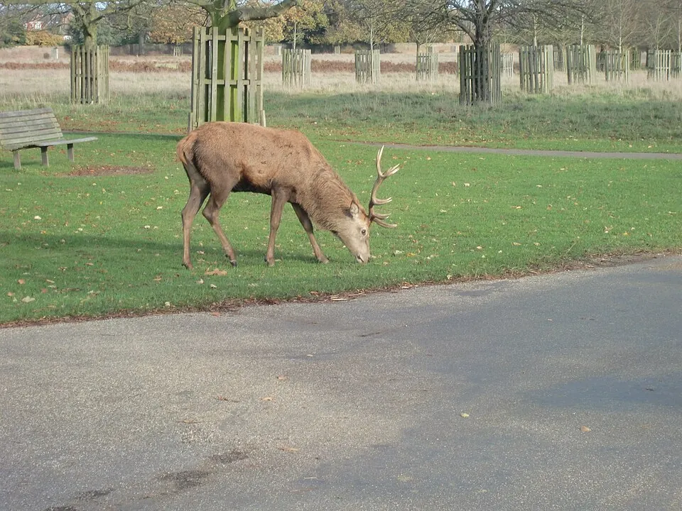 Red deer stag grazing in Bushy Park, showing branching antlers and a brown coat.