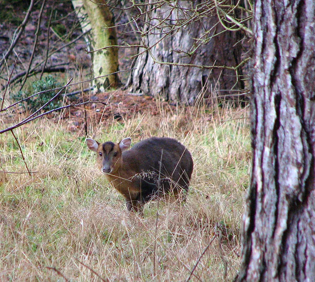Reeves’s muntjac standing among woodland grasses, with a rounded back and dark forehead marking.
