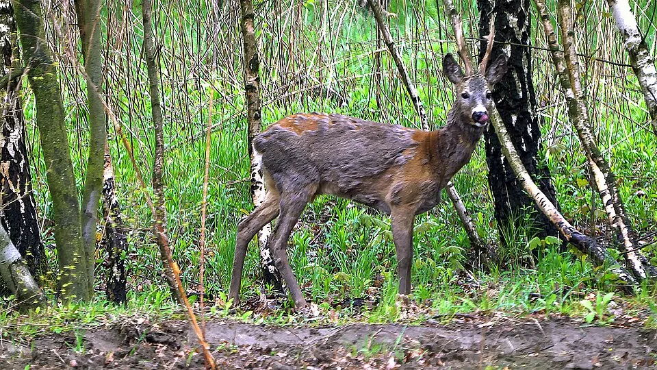 Roe buck in woodland in Poland, showing short antlers, large ears and a moulting coat.