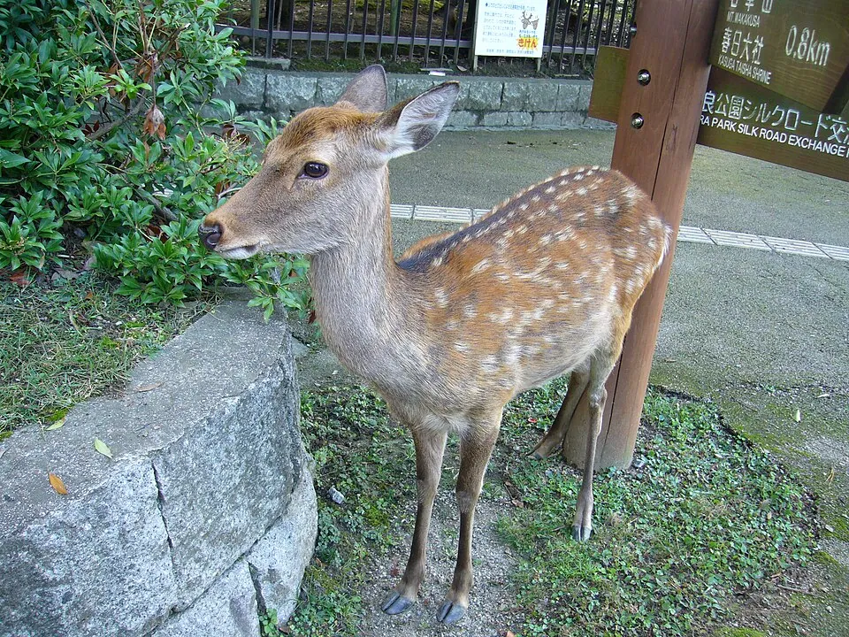 Sika deer standing in Nara Park, Japan, with a spotted coat and a dark stripe along its back.